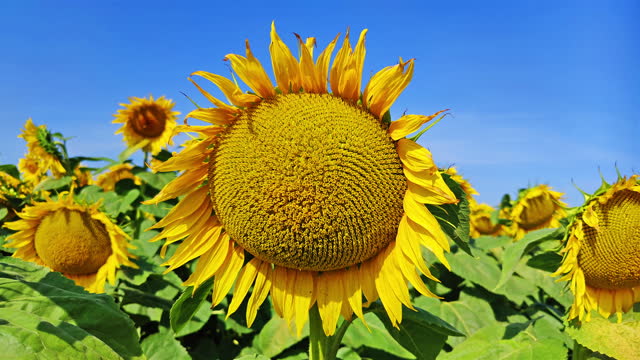 Huge sunflower plantation on a sunny day
