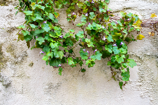 Strands of Kenilworth ivy, also known as ivy-leaved toadflax, climbing sailor or Cymbalaria muralis and many other names, growing on a garden wall.