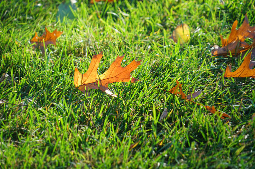 fallen leaves on the meadow in autumn season