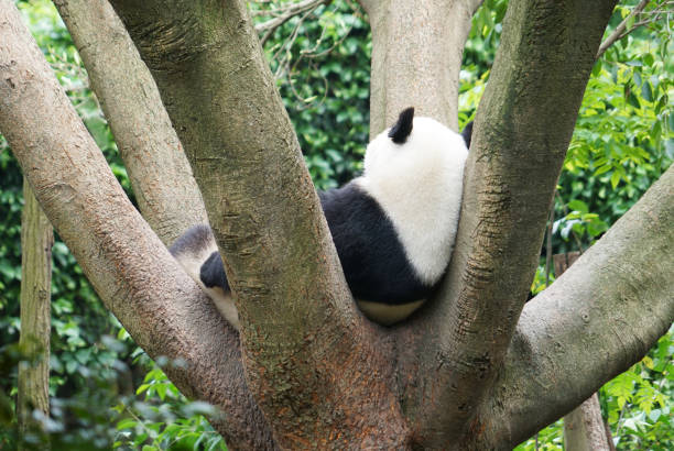 funny pose of little panda sleeping on the Tree