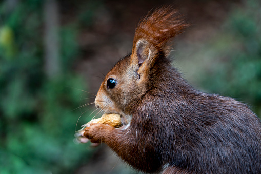A red squirrel, is on a bench in a public park, eating a peeled nut, is a lush forest with a green background out of focus, on a summer day - Campo Grande Valladolid - Spain
Little red squirrel eats a peanut