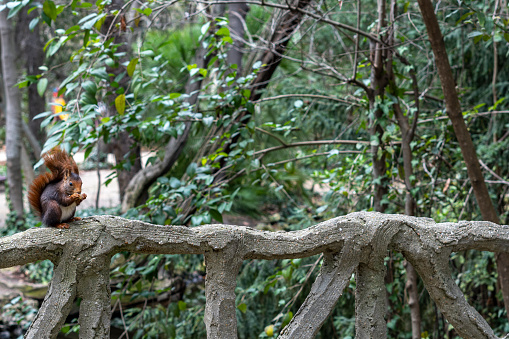 A red squirrel, is on a bench in a public park, eating a peeled nut, is a lush forest with a green background out of focus, on a summer day - Campo Grande Valladolid - Spain
Little red squirrel eats a peanut