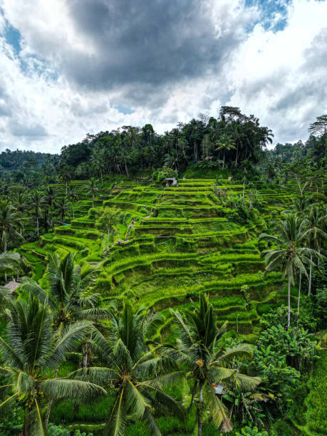 istock Rice field in Bali / Indonesia 2030826542