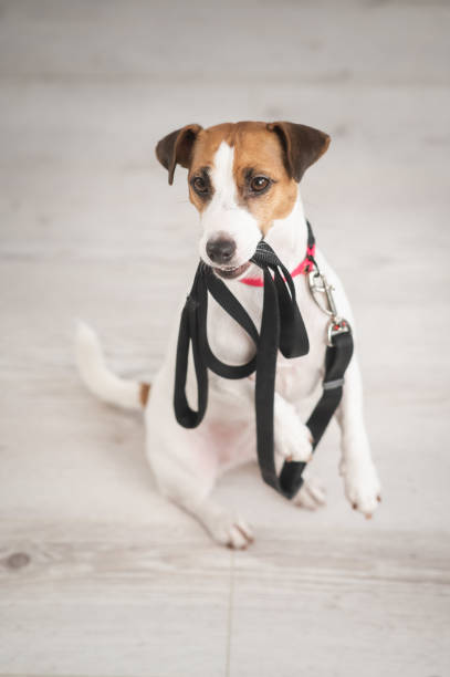istock Jack Russell dog holding a leash and calling for a walk. Vertical photo. 2030828634