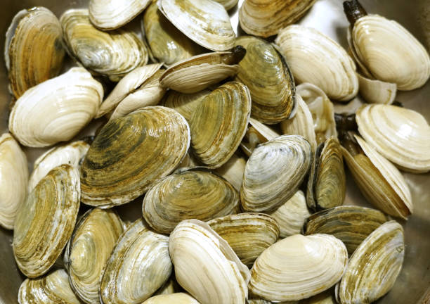 close up on geoduck clam as seafood background