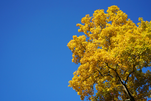 yellow autumn tree in autumn season