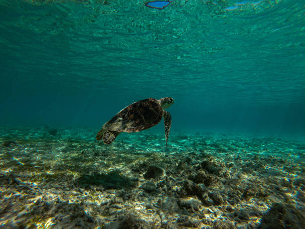 istock Green sea turtle swimming 2030834469