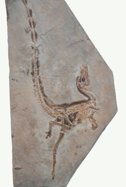 istock dinosaur fossil in the rock isolated on white background 2030837105