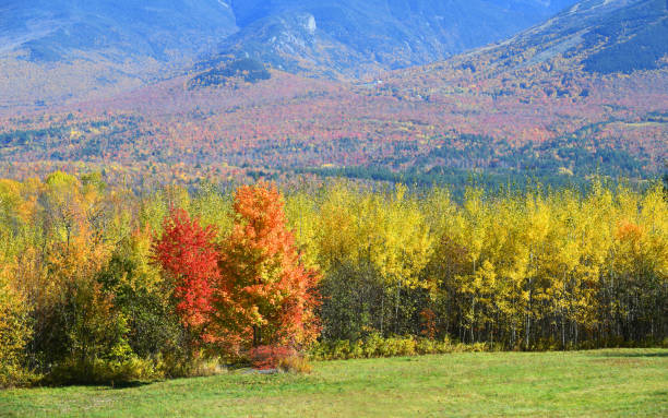 istock autumn colorful mountain forest and pasture 2030841271