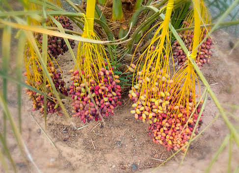Fresh date palms have an important place in advanced desert agriculture. Raw Date Palm fruits growing on a tree. Date palm fruits on a date palm tree. Grown in the north of Oman.\nAll-focus.