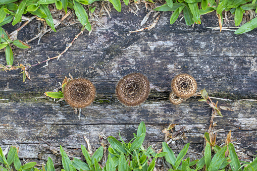 Some mushrooms growing in the crack in the wood