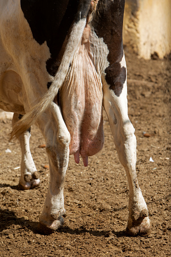 a close-up photo of a cow's udder. The topic of dairy production, animal husbandry, animal care, agriculture