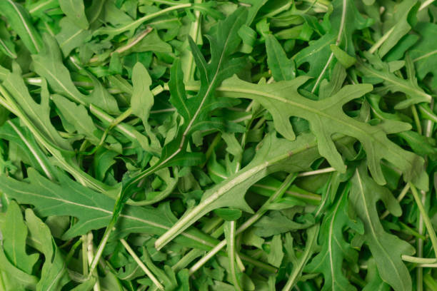 istock Fresh leaves of arugula as a background. 2030858542