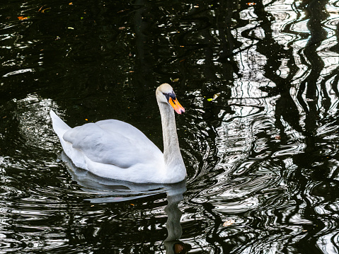 A humpback swan from several sides in sunlight with high image dynamics.