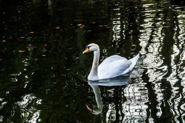 White swan floats on the water. bird isolated on black - Valladolid -España