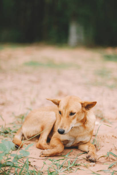 istock cute brown dog close up 2030868039