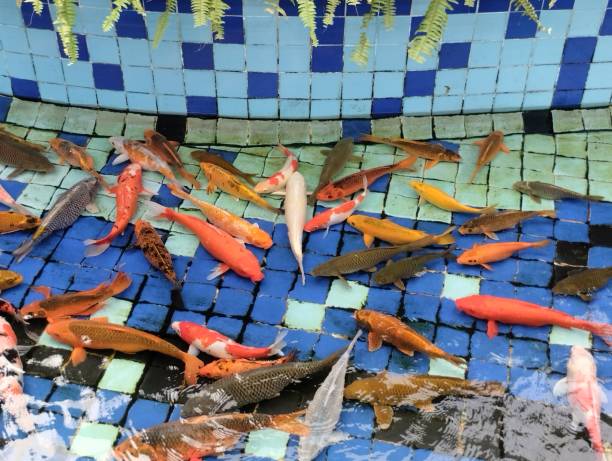 istock Colorful Beautiful fish under water. 2030878124