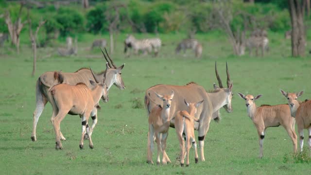 Common Elands With Calves On The Plains Of Maasai Mara In Kenya, East Africa. wide static shot