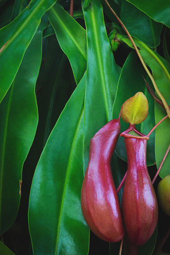 Nepenthes,  Carnivorous Pitcher Plants