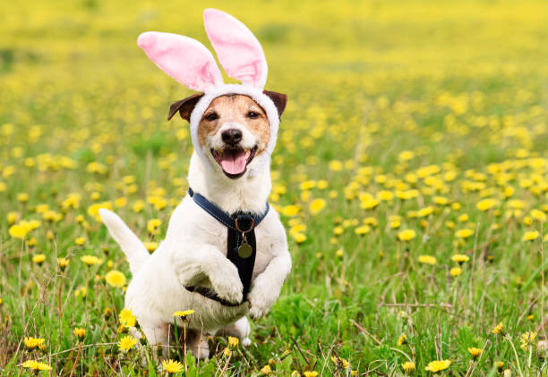 istock Happy Easter dog wearing bunny ears in spring meadow 2030887653