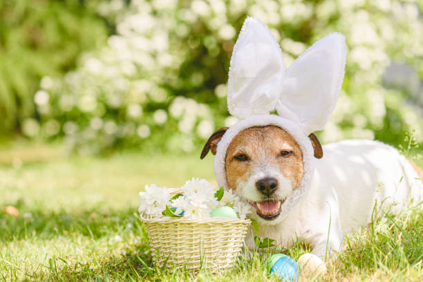 istock Funny dog with Easter bunny ears, dyed Easter eggs in grass and white flowers in basket 2030887656
