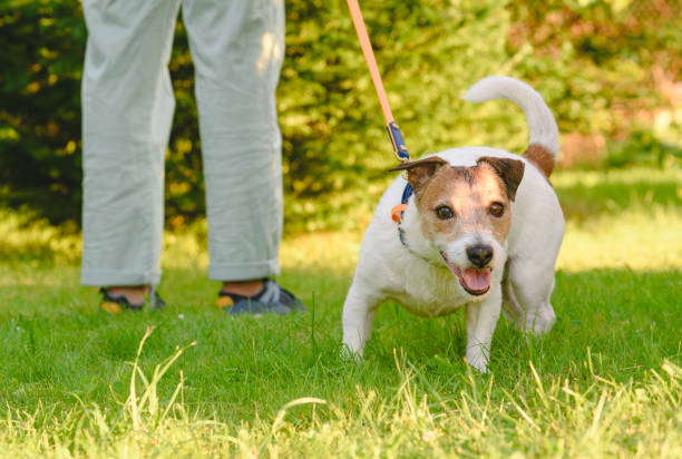 istock How to stop your dog pulling on the leash. Dog pulls owner on lead needs walking training 2030887657