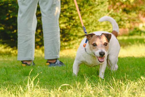 Jack Russell Terrier dog pulling on lead