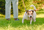 How to stop your dog pulling on the leash. Dog pulls owner on lead needs walking training