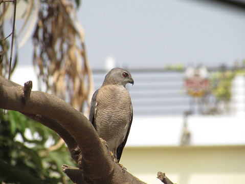 A Shikra a bird of prey perched on a tree branch in India