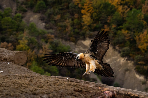 Witness the griffon vulture, an emblem of the Pyrenees, feeding on carrion in Ainsa, Aragon.