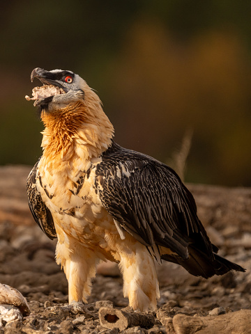 Witness the griffon vulture, an emblem of the Pyrenees, feeding on carrion in Ainsa, Aragon.