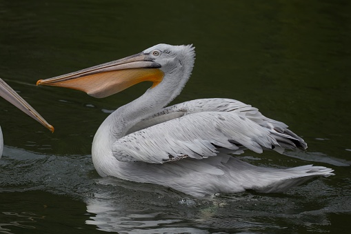 The Great White Pelican (Pelecanus onocrotalus) also known as the Eastern White Pelican, Rosy Pelican or White Pelican is a bird in the pelican family. Washing in Lake Nakuru National Park in Kenya.