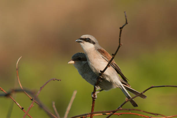 istock Red-backed Shrike Bird in a natural environment 2030910073