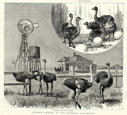 Vintage illustration, History American agriculture, Ostrich farming at Los Angeles, California, Victorian 1880s