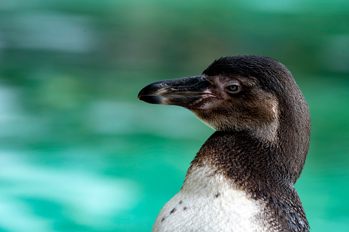 The Humboldt Penguin (Spheniscus humboldti) from coastal Peru.