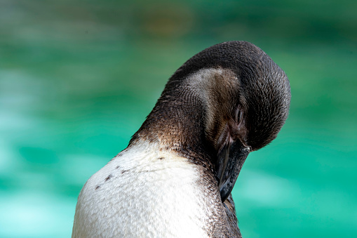 The Humboldt Penguin (Spheniscus humboldti) from coastal Peru.
