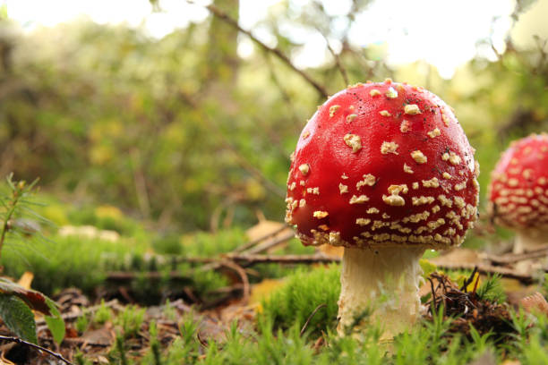 istock a red fly agaric mushroom in a green forest closeup 2030935381