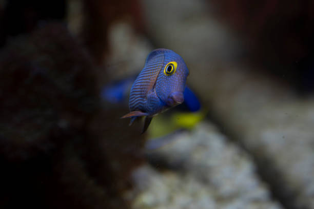 Ctenochaetus strigosus fish in aquarium