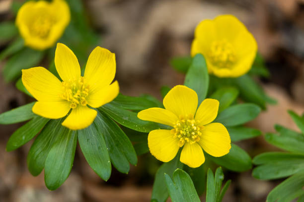 Close shot of Eranthis hyemalis, winter aconites.