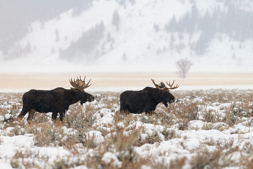 Buffalos grazing at Hayden Valley, Yellowstone, National Park, Wyoming, USA