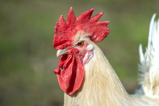 Portrait of a white Bresse Gauloise rooster.