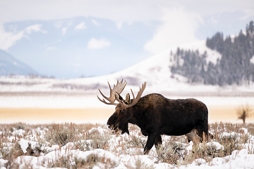 Moose, Grand Teton National Park, Wyoming, USA
