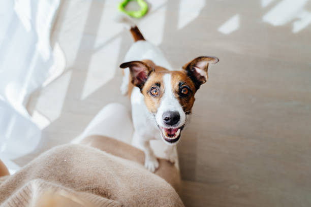 istock An active energetic dog looks into the camera playing with his unrecognizable owner sitting on the floor, top view. 2030954261