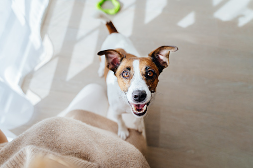 Friendship pet and human lifestyle concept. An active energetic dog jack Russell looks into the camera playing with his unrecognizable owner sitting on the floor, top view.