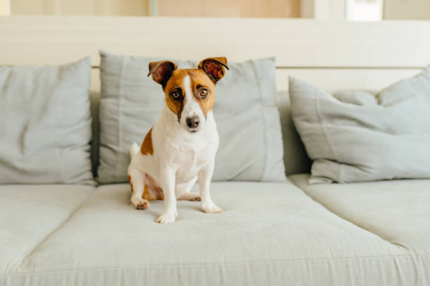 istock Jack Russell Terrier puppy on blue grey textile couch looking at the camera. Small smart doggy with funny fur stains sitting on the sofa at home. 2030968467