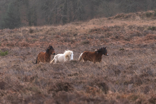 New Forest to Spring 2024