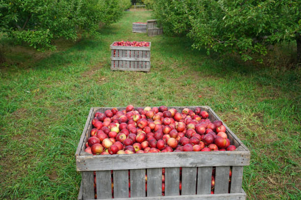 istock apple harvest in the apply orchard 2030970562