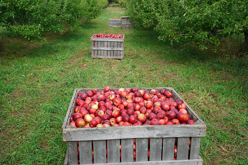 apple harvest in the apply orchard