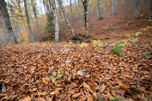 Gorgeous autumn beech forest in Gamueta forest, Aragonese pyrenees, Huesca province, Spain