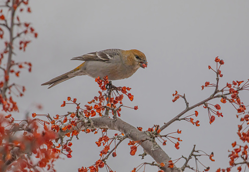A pine grosbeak is seen in the winter perched on a branch loaded with berries, and feasting on them.